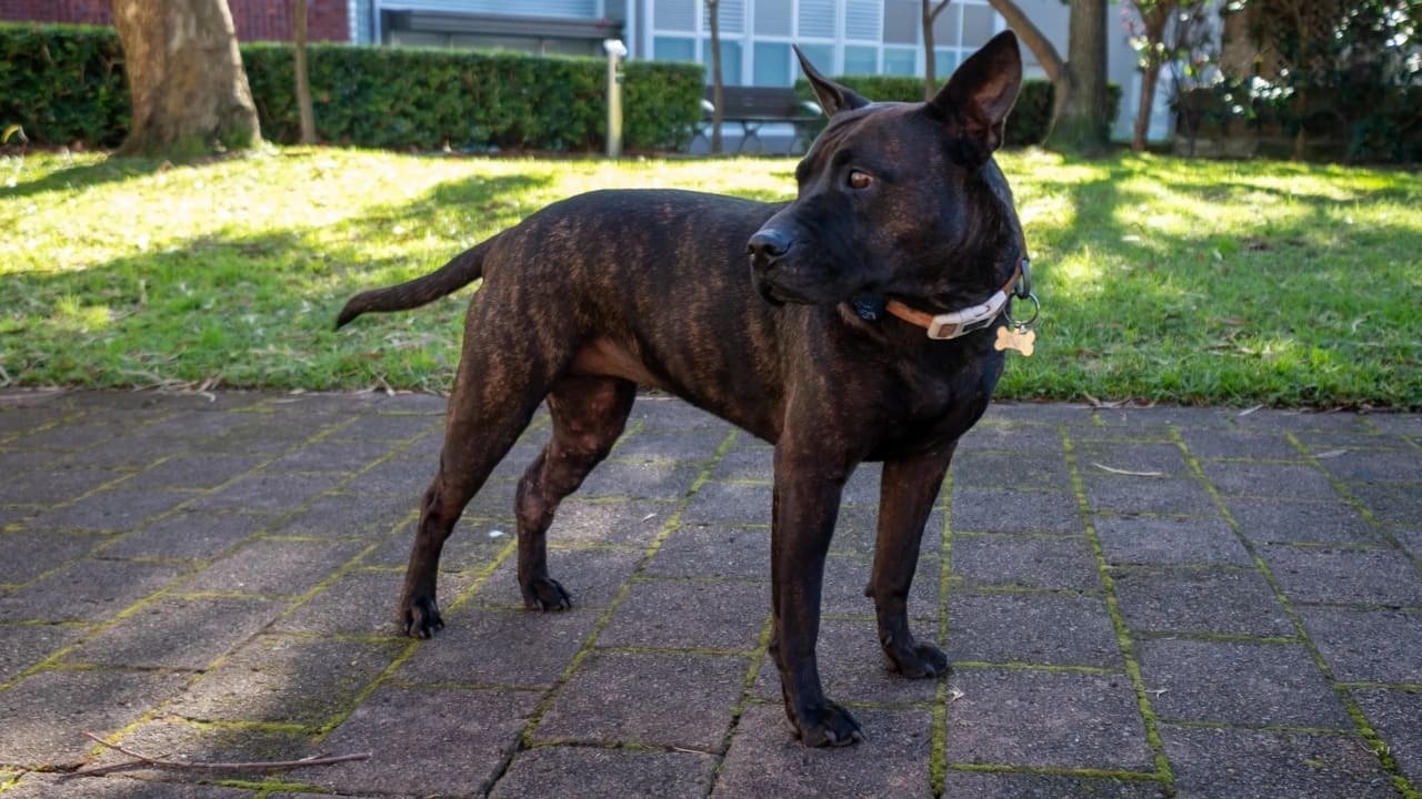 Rosie the dog - Image 1