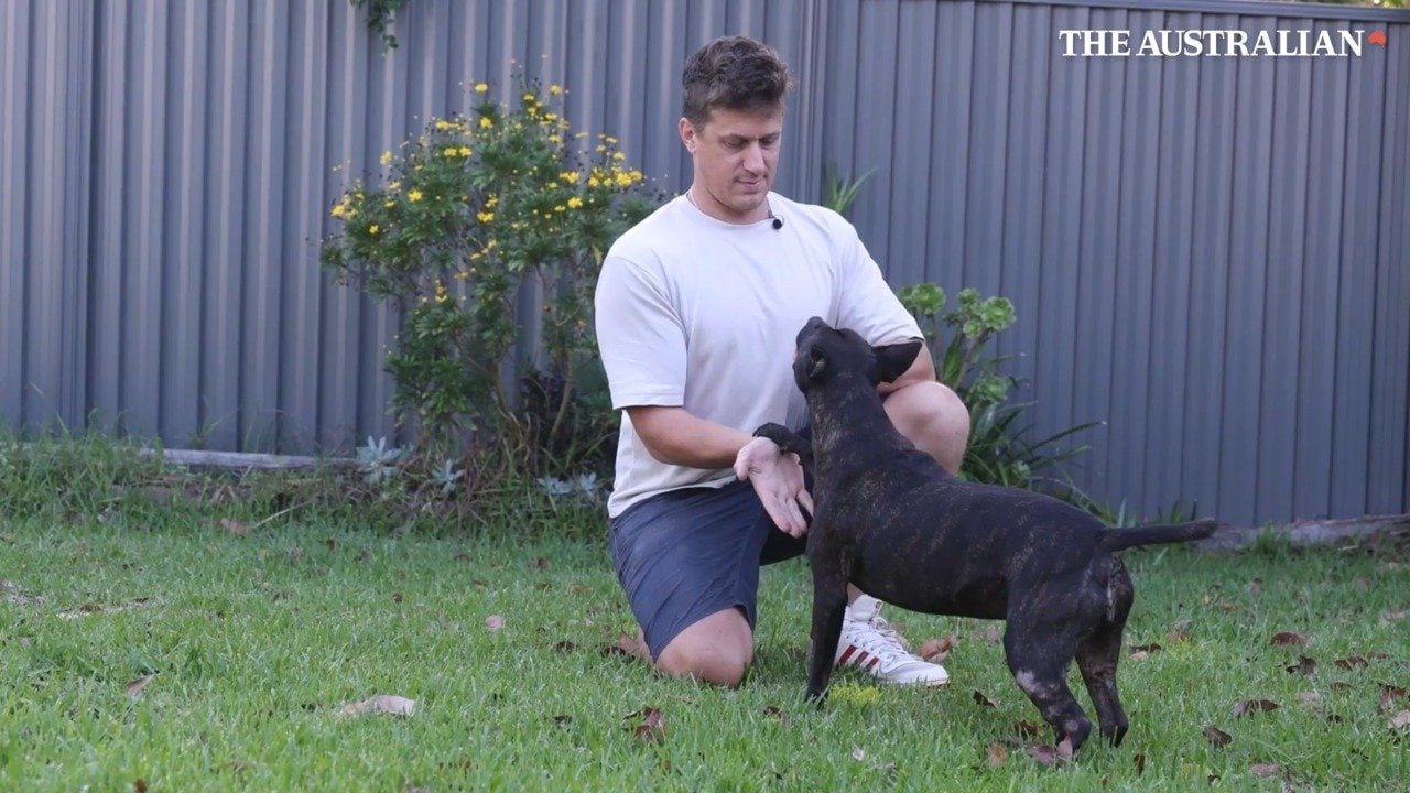 Rosie the dog - Image 2